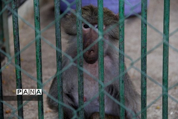 باغ وحش وکیل‌آباد مشهد