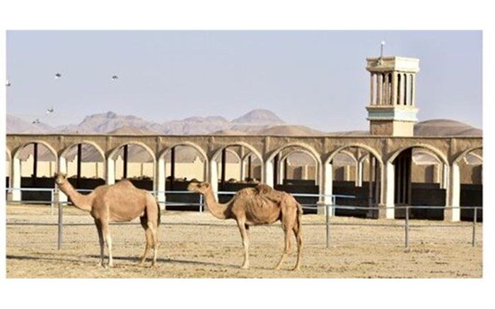 ۹۰ درصد پروژه‌های هاب شتر در استان اجرا شد