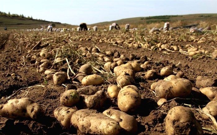 پیش‌بینی برداشت ۱۲۰ هزار تن سیب زمینی در سراب