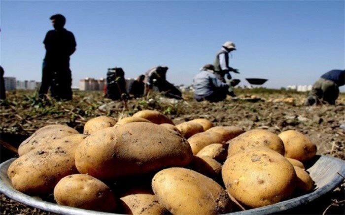 مجوز صادرات ۲۰ هزار تن سیب زمینی تا پایان اردیبهشت ماه صادر شد