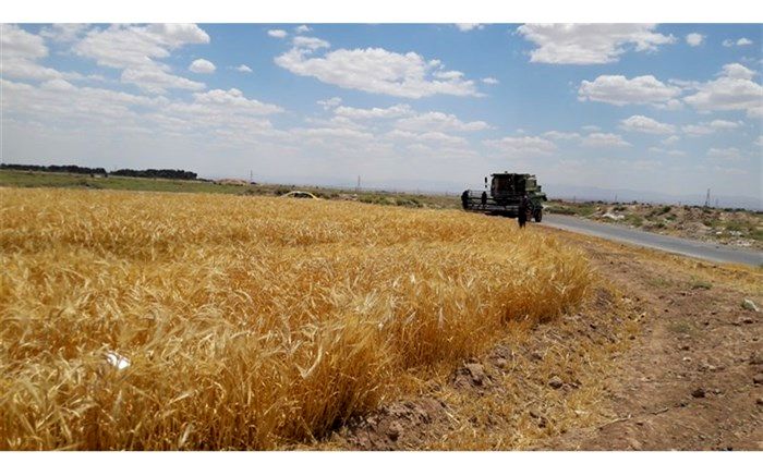 ۶ میلیون هکتار اراضی کشور زیر کشت گندم رفت