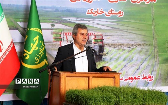 مازندران بهترین برنج را تولید می کند