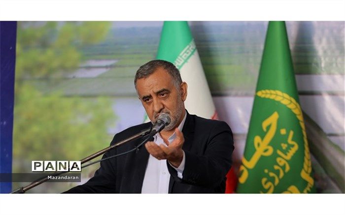 پیش‌بینی کاهش ۲۵ درصدی تولید برنج در مازندران