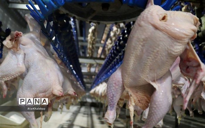 توزیع ۸۴۰ تن مرغ منجمد در آذربایجان‌شرقی