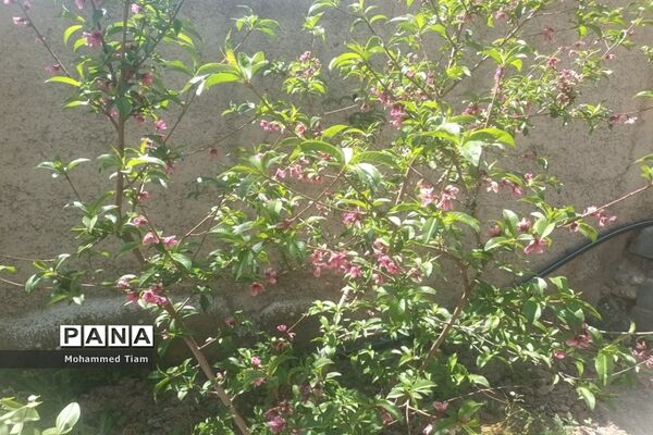 شکوفه‌های بهاری در چشمه‌ها