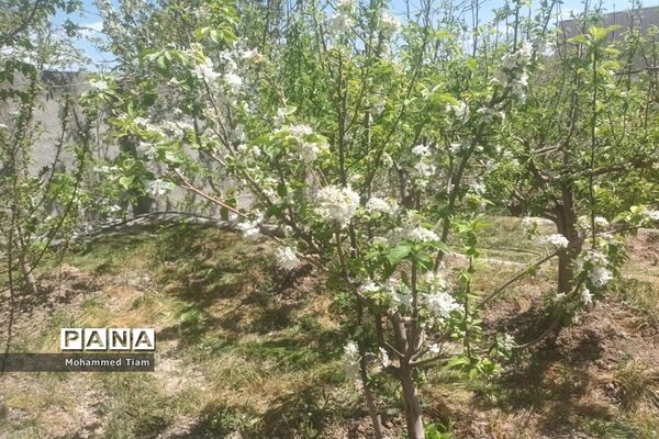 شکوفه‌های بهاری در چشمه‌ها