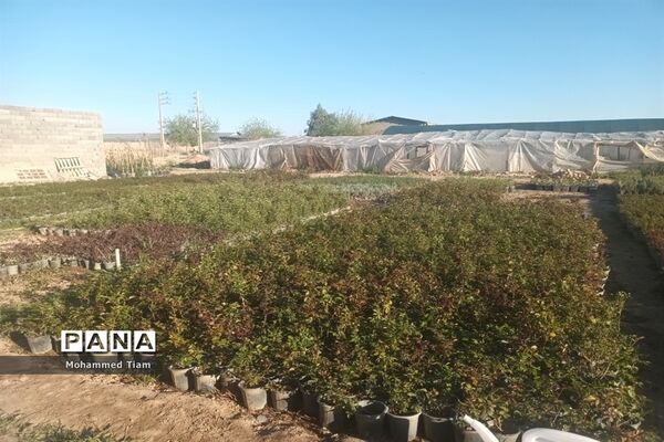 شکوفه‌های بهاری در چشمه‌ها