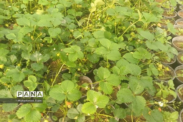 شکوفه‌های بهاری در چشمه‌ها