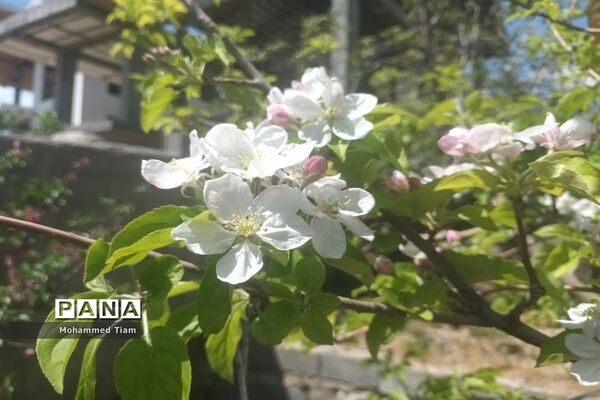شکوفه‌های بهاری در چشمه‌ها