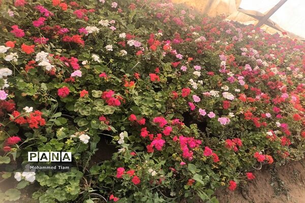 شکوفه‌های بهاری در چشمه‌ها