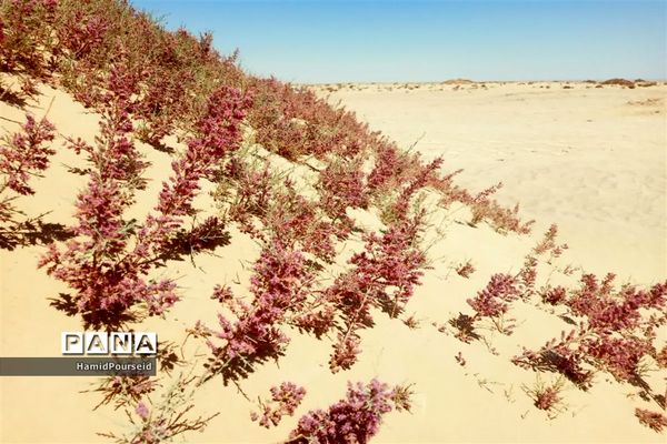 زیبایی‌های کویر و بیابان ابرکوه