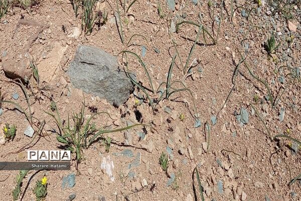 طبیعت زیبای روستای بارده، کرسنک