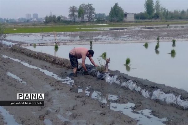 شروع کار نشاکاران مازندرانی در محمودآباد