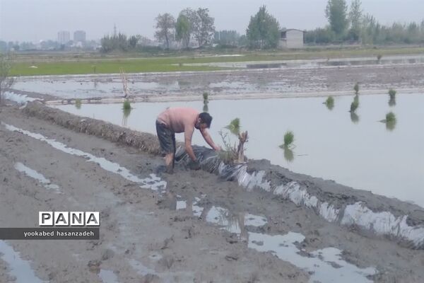 شروع کار نشاکاران مازندرانی در محمودآباد