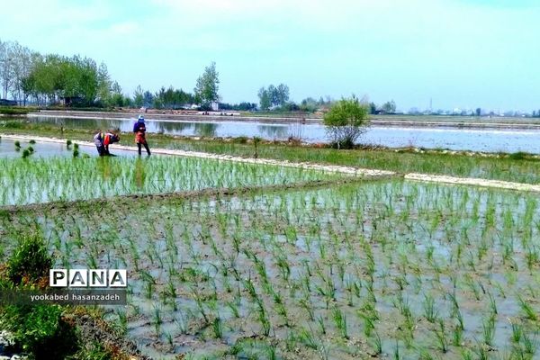 شروع کار نشاکاران مازندرانی در محمودآباد