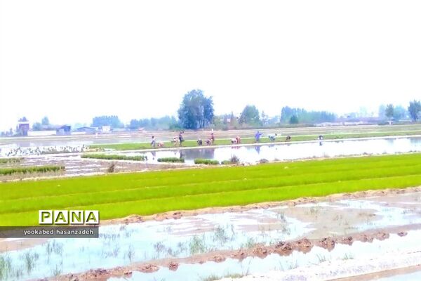 شروع کار نشاکاران مازندرانی در محمودآباد