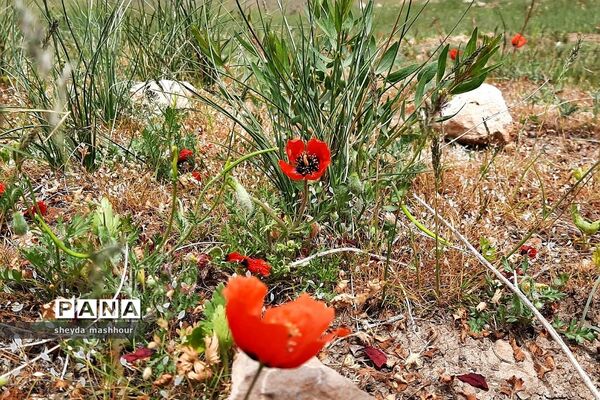 طبیعت زیبا و بکر سرخه حصار تهران