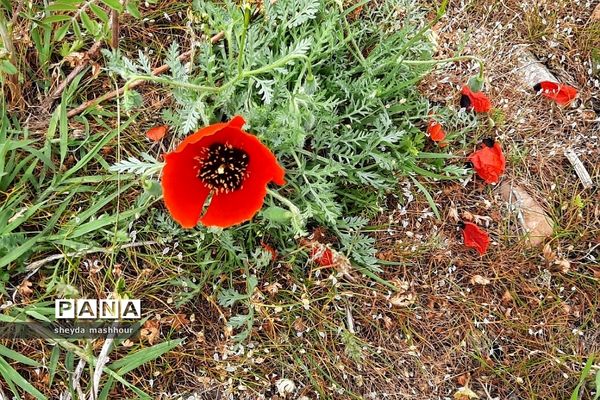 طبیعت زیبا و بکر سرخه حصار تهران