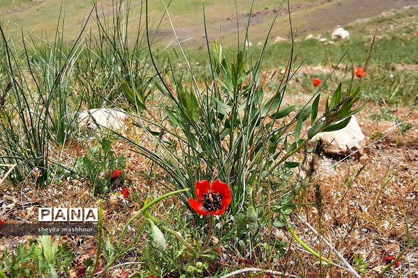 طبیعت زیبا و بکر سرخه حصار تهران