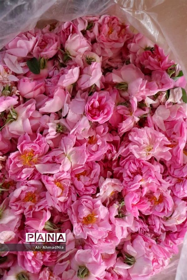 برداشت گل محمدی از مزارع جعفرآباد قم