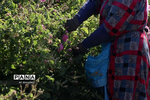 برداشت گل محمدی از مزارع جعفرآباد قم