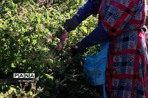 برداشت گل محمدی از مزارع جعفرآباد قم