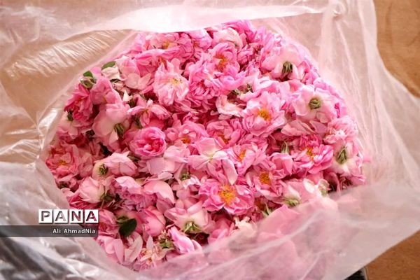 برداشت گل محمدی از مزارع جعفرآباد قم