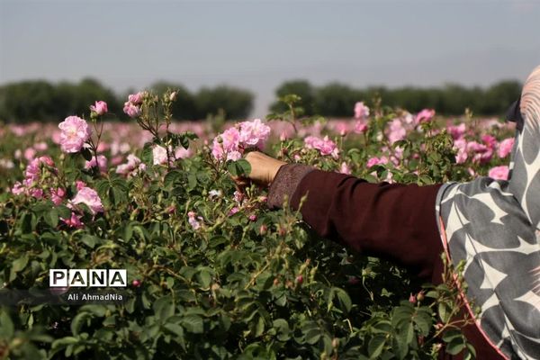 برداشت گل محمدی از مزارع جعفرآباد قم