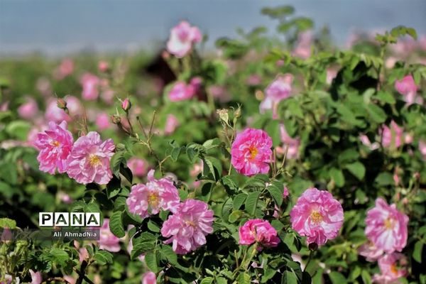 برداشت گل محمدی از مزارع جعفرآباد قم