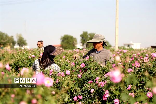 برداشت گل محمدی از مزارع جعفرآباد قم