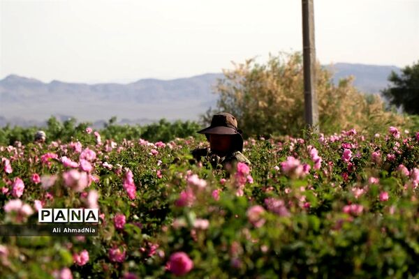 برداشت گل محمدی از مزارع جعفرآباد قم