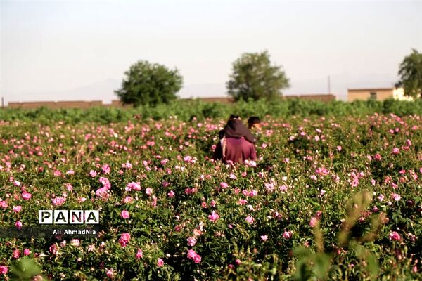 برداشت گل محمدی از مزارع جعفرآباد قم