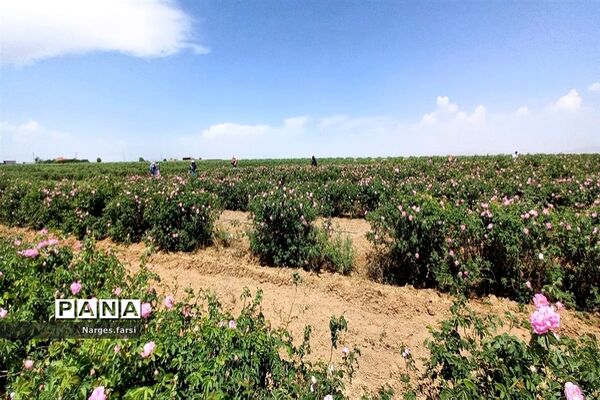 برداشت گل محمدی از مزارع شهرستان جعفرآباد قم