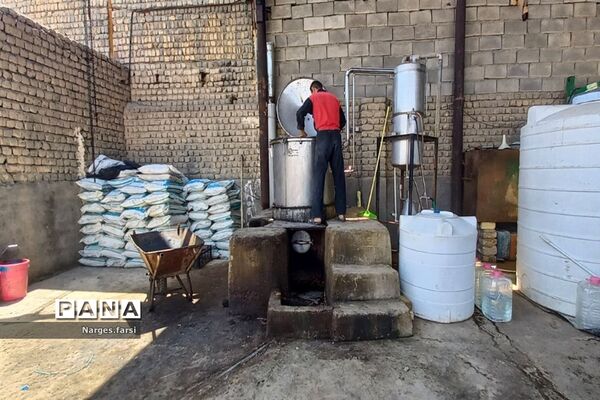 برداشت گل محمدی از مزارع شهرستان جعفرآباد قم