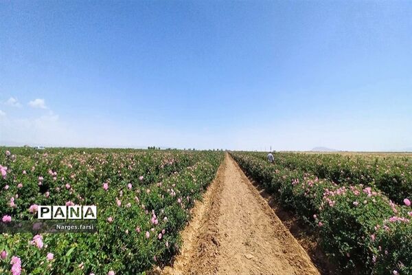 برداشت گل محمدی از مزارع شهرستان جعفرآباد قم