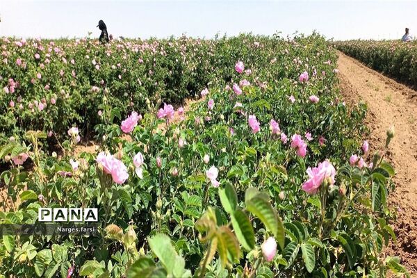 برداشت گل محمدی از مزارع شهرستان جعفرآباد قم