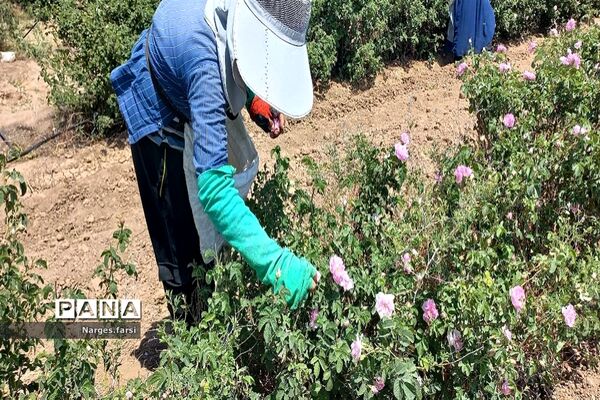 برداشت گل محمدی از مزارع شهرستان جعفرآباد قم