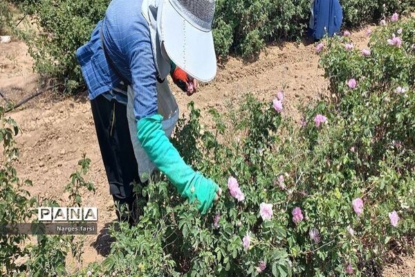 برداشت گل محمدی از مزارع شهرستان جعفرآباد قم