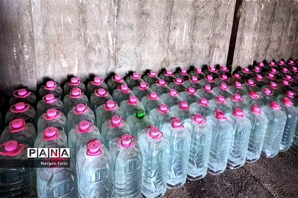 برداشت گل محمدی از مزارع شهرستان جعفرآباد قم