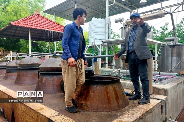 آغاز برداشت گل محمدی از باغات شهر میمند
