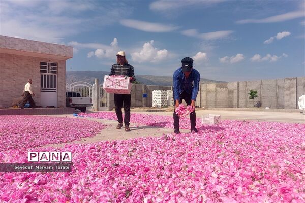 آغاز برداشت گل محمدی از باغات شهر میمند