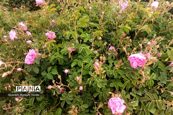 آغاز برداشت گل محمدی از باغات شهر میمند