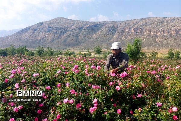 آغاز برداشت گل محمدی از باغات شهر میمند