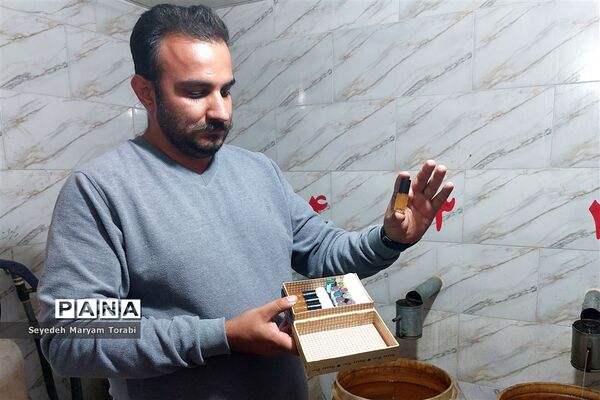 آغاز برداشت گل محمدی از باغات شهر میمند