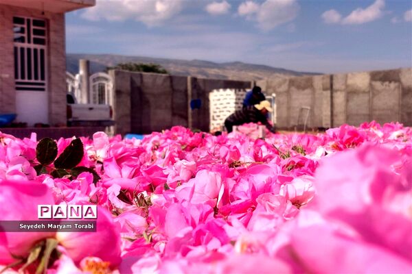 آغاز برداشت گل محمدی از باغات شهر میمند