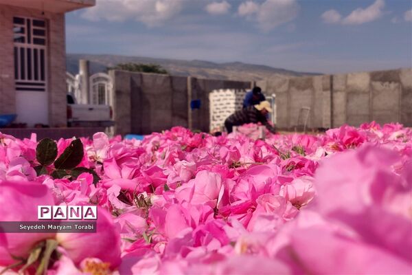 آغاز برداشت گل محمدی از باغات شهر میمند
