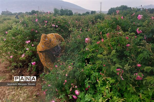 آغاز برداشت گل محمدی از باغات شهر میمند