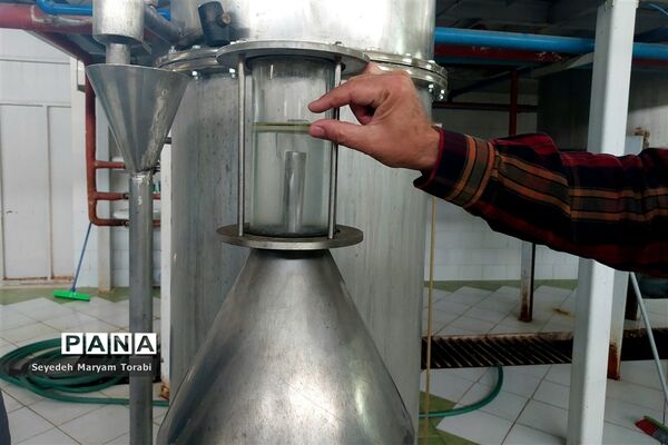 آغاز برداشت گل محمدی از باغات شهر میمند
