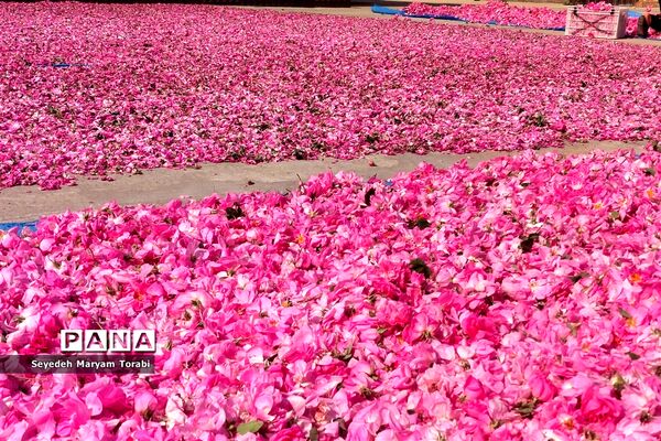 آغاز برداشت گل محمدی از باغات شهر میمند