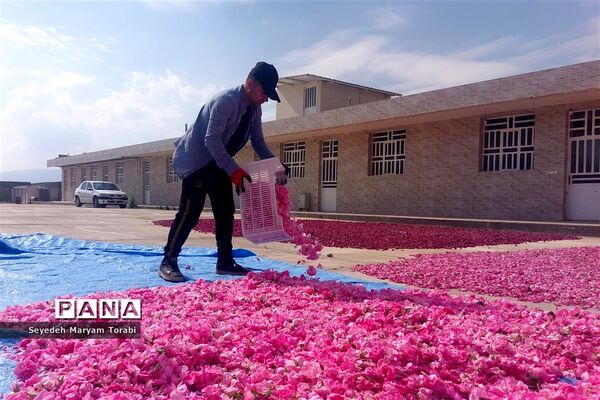 آغاز برداشت گل محمدی از باغات شهر میمند